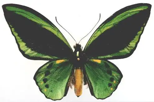 巴马加绿鸟翼凤蝶