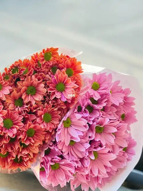 国产三文鱼小雏菊颜色非常不错10支空运到家