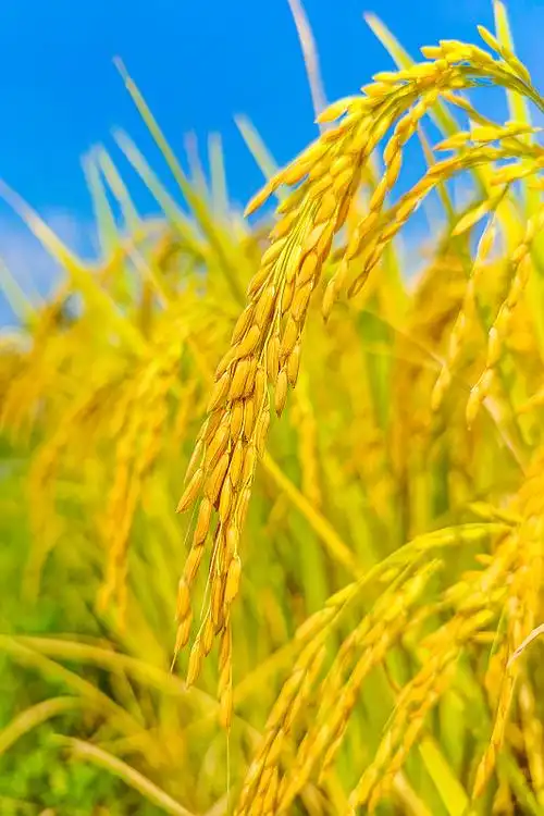 稻 稻子 稻谷 稻穗 水稻图片_稻 稻子 稻谷 稻穗 水稻高清图片素材库