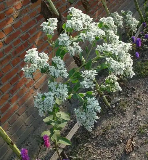 日月峡本草拾零:白景天 _开始网