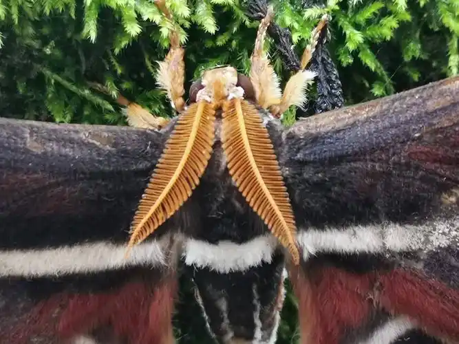 高黎贡山保山管护局腾冲分局监测到国家保护的三有动物冬青大蚕蛾