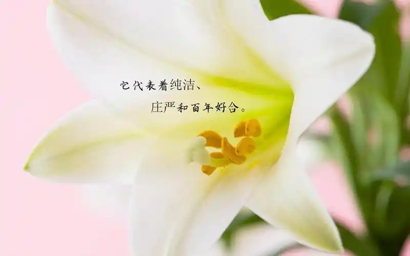 上一组 上一张 5/9张图片 下一张 下一组 相关专题 百合花花朵文字