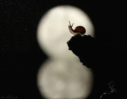 蜗牛