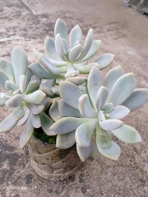 多肉中的"冬美人"