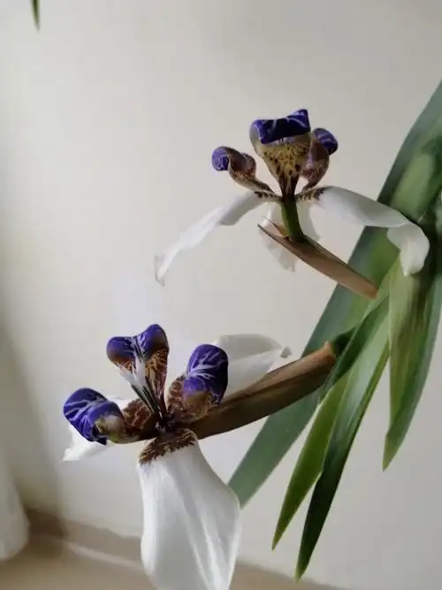 巴西鸢尾花幽雅,洁净,清绿翠嫩,微开的花苞里,镶嵌着白中带兰的花蕊