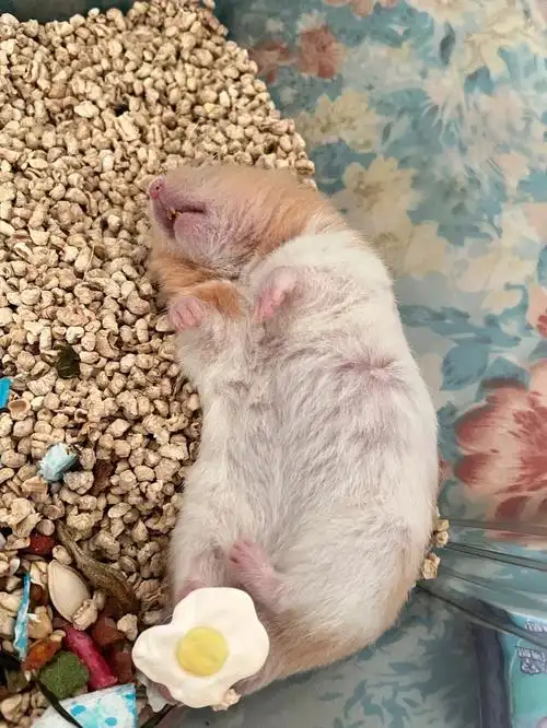 我家宠物好可爱  #仓鼠  #金丝熊日常  #仓鼠金丝熊  #仓鼠睡觉姿势