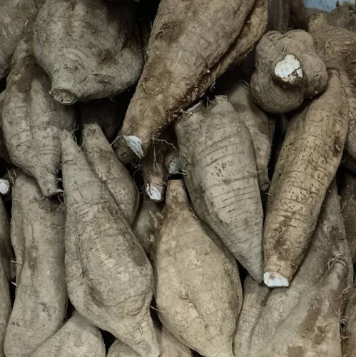 粉葛新鲜葛根广西梧州特产无渣粉糯食用蔬菜其它