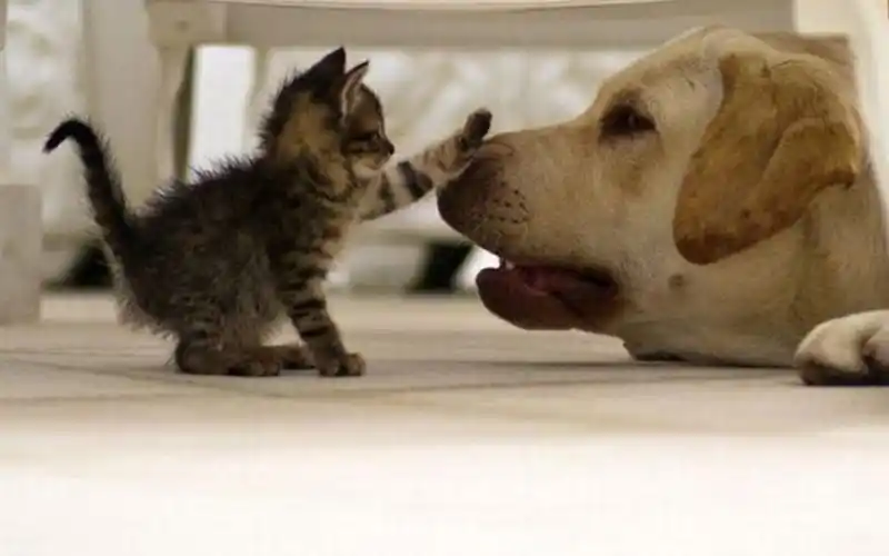 【猫狗搞笑合集】不正经的喵星人 不笑你找我!幽默图一乐