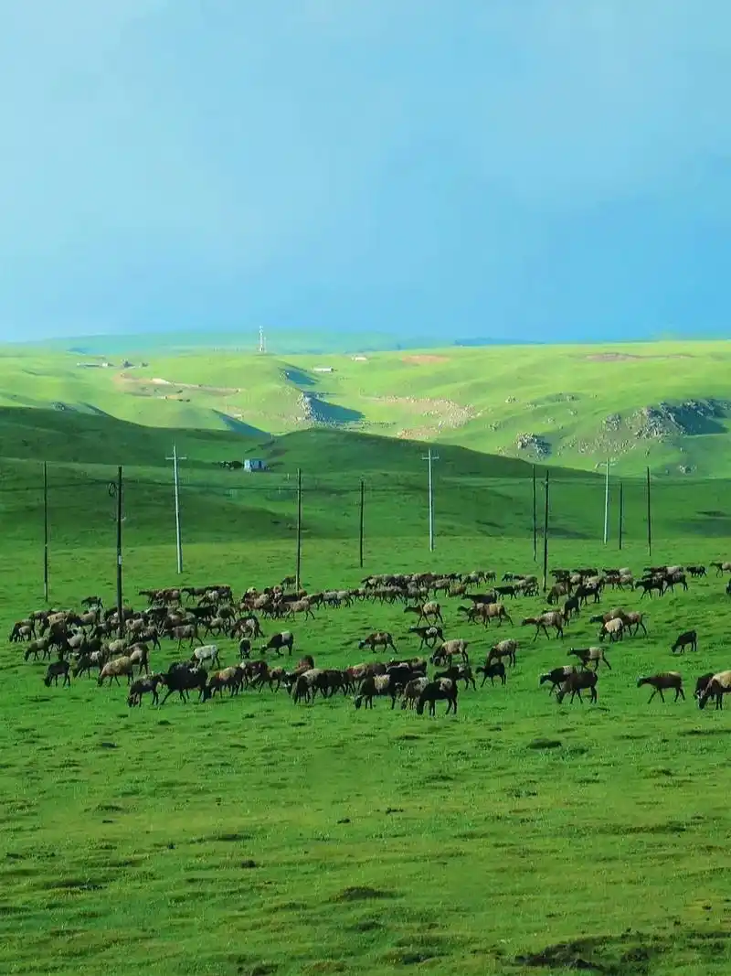 又到了草原最美的季节,夏日的避暑胜地,草原最美风 - 抖音