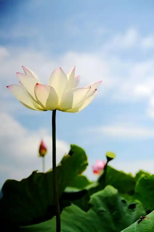 荷花 蓝天 白云