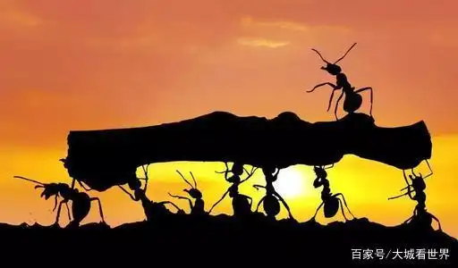 致团结互助的蚂蚁