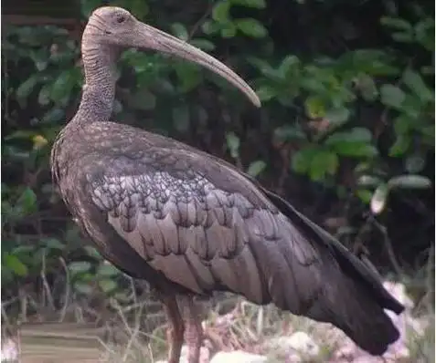 世界十大珍稀鸟类排行榜 濒临灭绝的鸟类排名