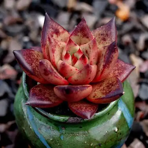 血罗血色罗密欧进口多肉植物