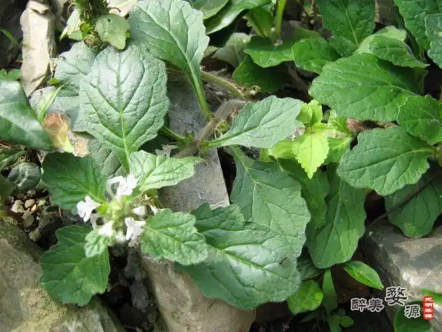 大苦草(中医学与中药学)