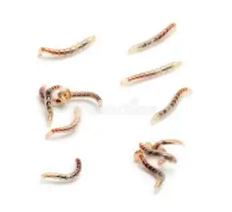 跳蚤幼虫从高处看,孤立照片