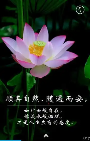 莲花开了,满世界都是菩萨的微笑
