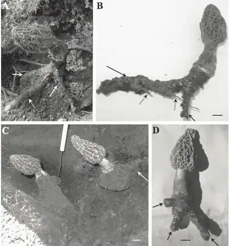 羊肚菌绒羊肚菌放射性菌核