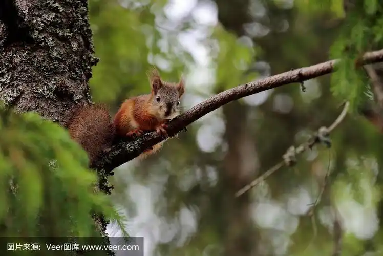 棕色小松鼠宝宝