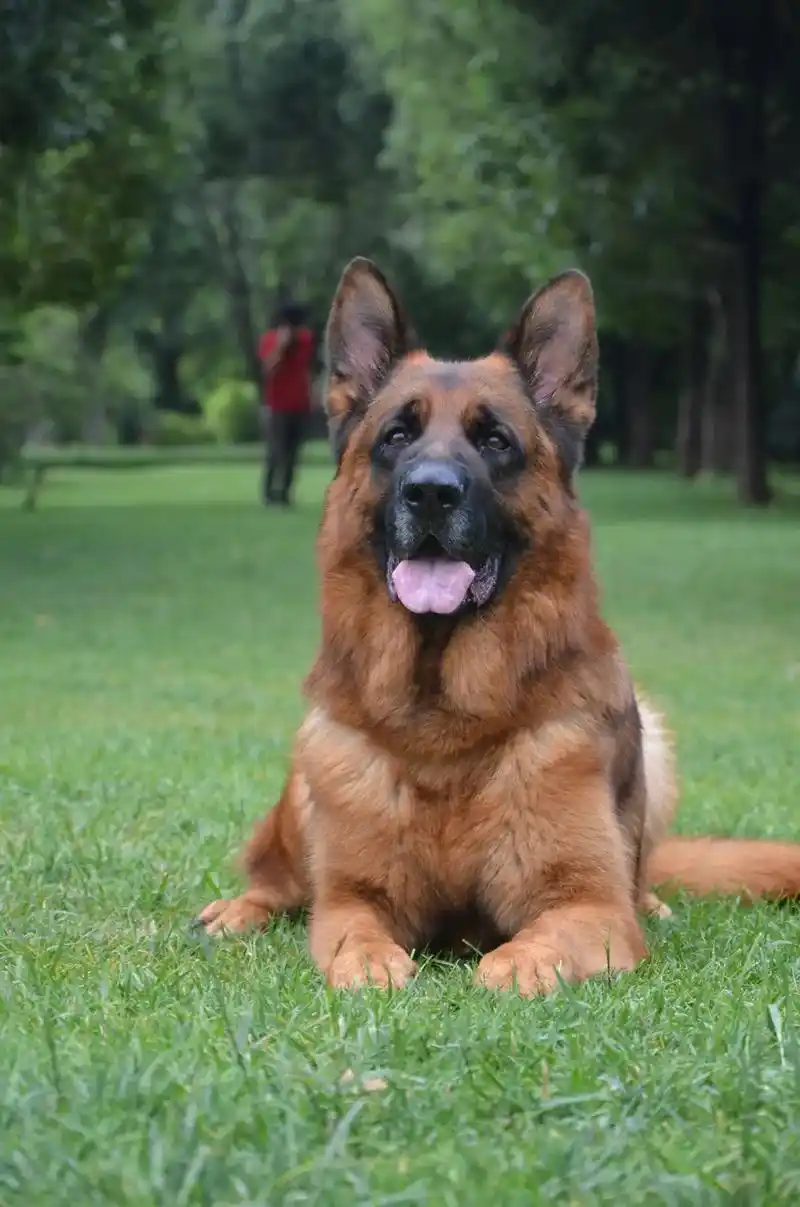 今天拍的两只公犬!#csv德国牧羊犬俱乐部 #德牧 #自繁自 - 抖音