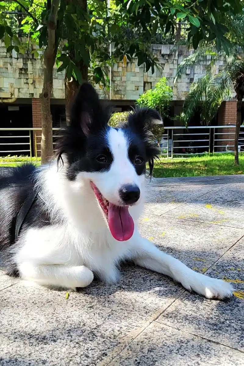 它是我生活里的一颗糖96可以治愈各种不开.心#边境牧羊犬 # - 抖音