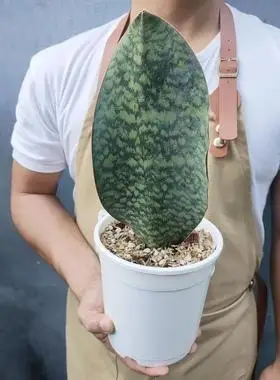 网红硬叶种虎皮兰 原种宝镜 鲸鱼鳍sansevieriamasoniana群生株