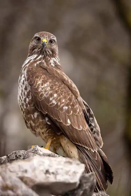 whonly采集于2018-03-12 12:53:12鹰形目·鹰科