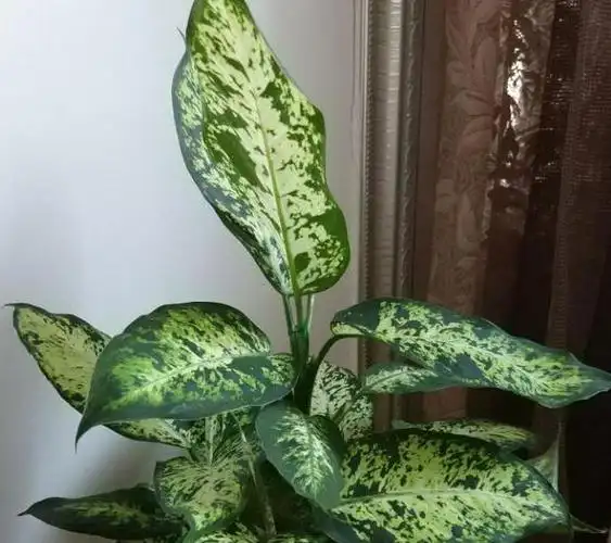 养殖花叶万年青,4个细节掌握到位,植株伤亡少,枝繁叶茂