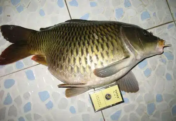 也有说肚子里全是鱼籽,这是条怀孕的母鱼.