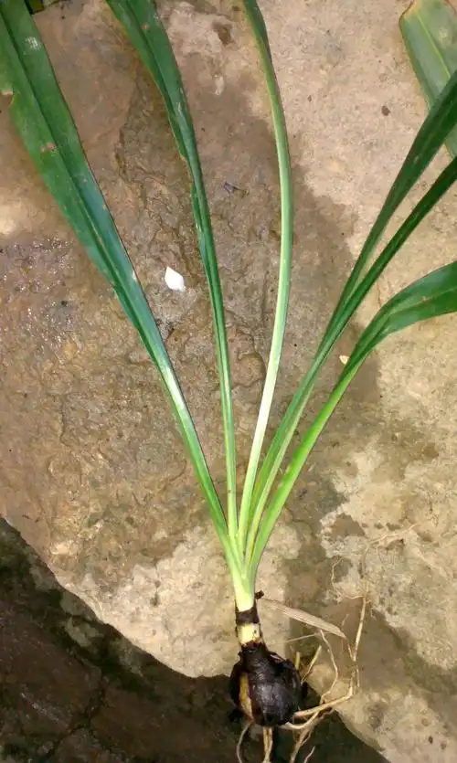 请问这是什么品种的兰花.还有那个有蒜头的是君子兰吗?