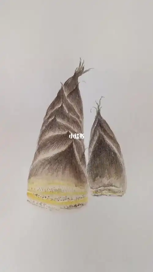 竹笋的画法