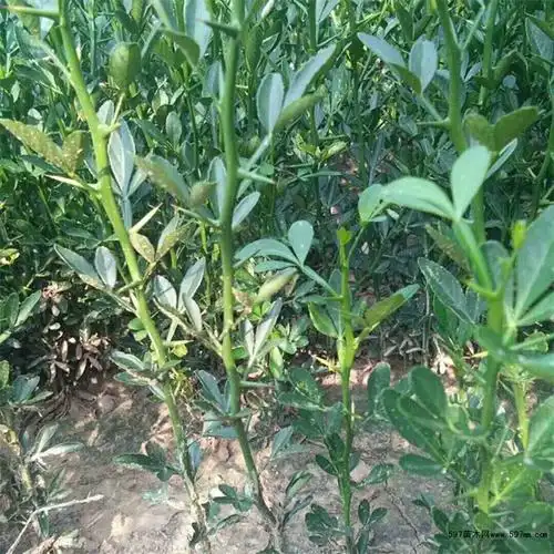 枳壳苗现货供应枸橘苗价格