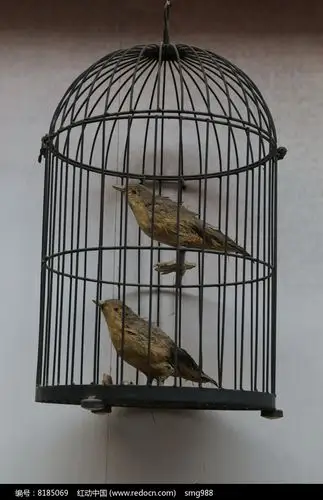 铁丝做的灰色鸟笼笼