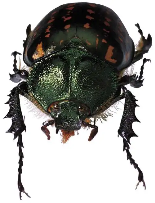 甲壳虫设计图__昆虫_生物世界_设计图库_昵图网nipic.com