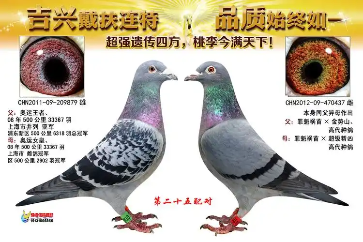 第25配对_上海吉兴鸽舍_ ag188.com爱鸽商城_中国信鸽信息网