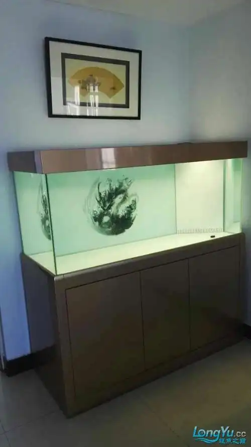 (续)避暑山庄的夏季 自制一米五龙鱼缸 养水开始