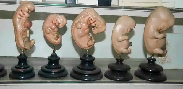 在人胚胎发育阶段照片