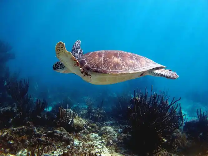 akumal bay – sea turtle sanctuary