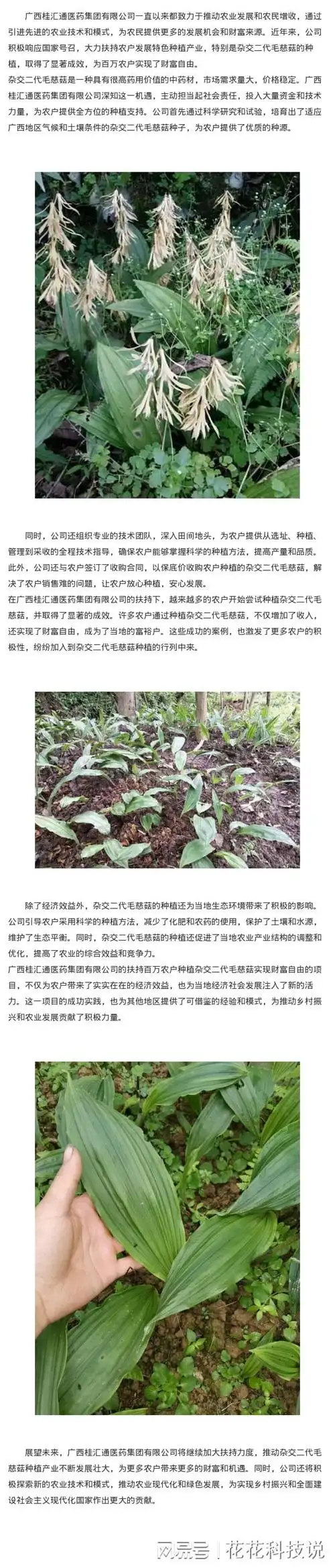 桂汇通医药集团公司扶持百万农户种植杂交二代毛慈菇实现财富自由