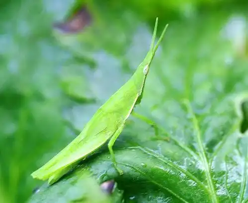 绿色 第1页大蚂蚱大蚂蚱的图库大青蚂蚱大绿蚂蚱巨型大蚂蚱蚱蜢蝗虫简