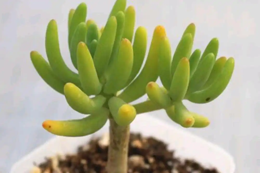 多肉八千代,自带老桩基因,2年就能养成木质老桩