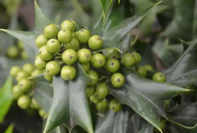 农村野果"八角刺"!果红似灯笼,叶子像小鞋!盆栽价值很高!