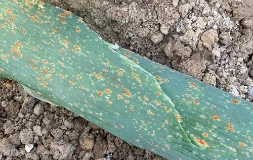 大葱叶面上有暗红色斑点,怎么防治?