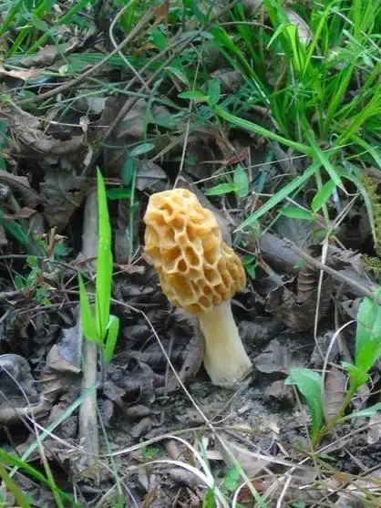 含有多种氨基酸,有"素中之荤"的美称,野外生长的羊肚菌没有任何