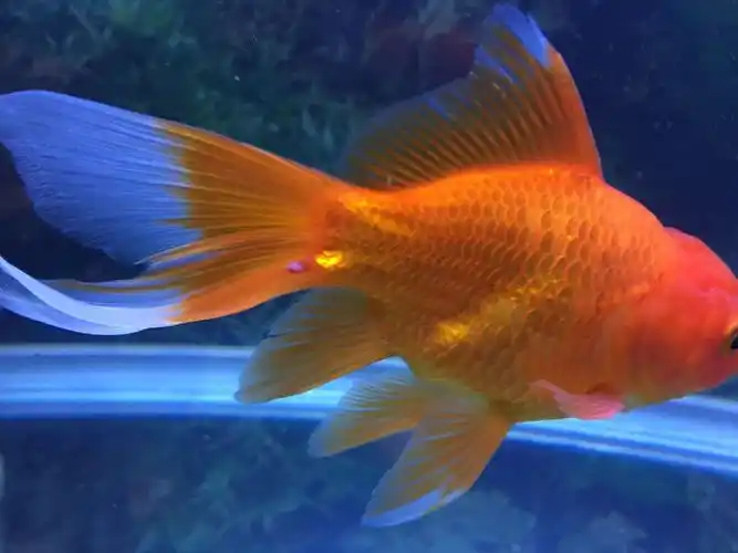 金鱼尾巴受伤