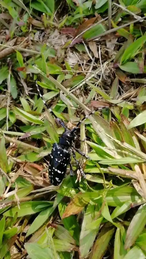 用我们家乡话叫"牛角虫",你们那里叫什么?