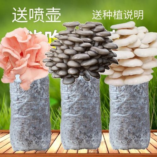 食用菌平菇蘑菇菌包种植包邮盒袋桶棒儿童学校家庭菌种盆栽景