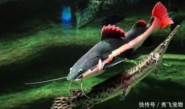 常见的鲶科的观赏鱼1:成吉思汗,红尾猫,反游猫,三间鼠