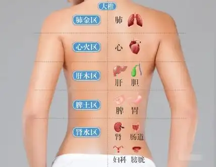人体五脏六腑的神经血管与背部紧密相连,所以背部是内脏重要的反射区