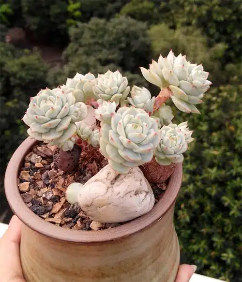 多肉植物静夜老桩 - 寒江独钓 - 柳暗花明