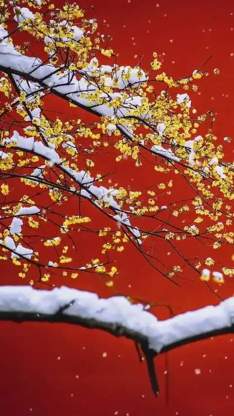 不一样的雪景,一样的紫禁城,造就了别样的冬日之美,红墙黄瓦,腊梅绽放